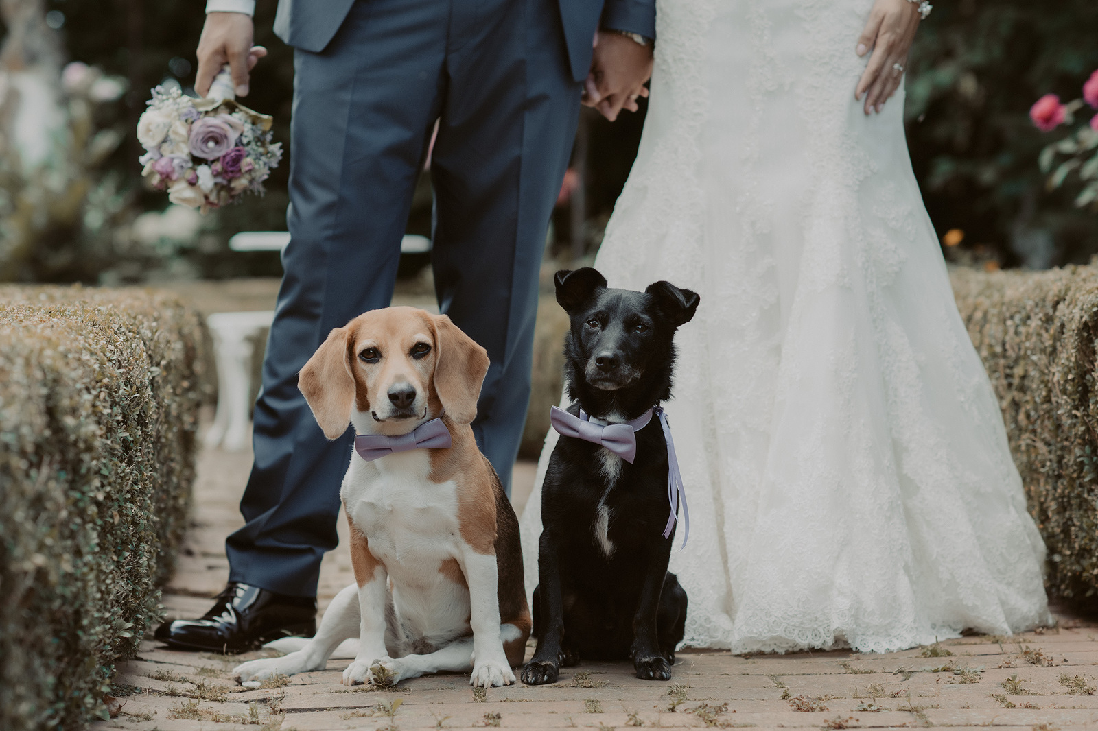 brautpaar hund schloss stammheim standesamt freie trauung hochzeitsbilder heiraten in frankfurt hessen hochzeitslocation darmstadt taunus engagementbilder fotografin nidderau bilder in der wetterau im main kinzig kreis