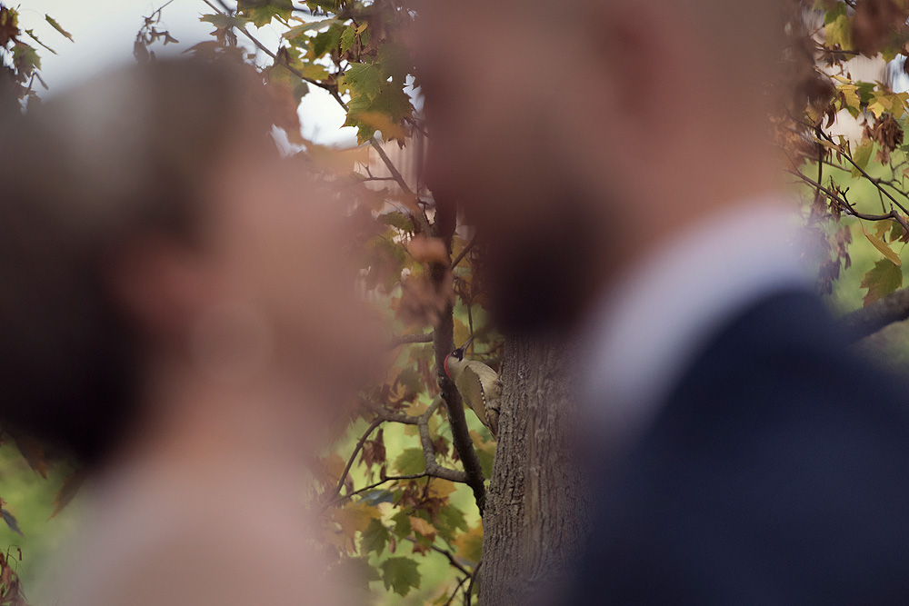 brautpaar specht tier vogel witzig hochzeitsfotograf frankfurt brautpaar wiesbaden heiraten in hessen standesamt freie trauung coronahochzeit kleine feier