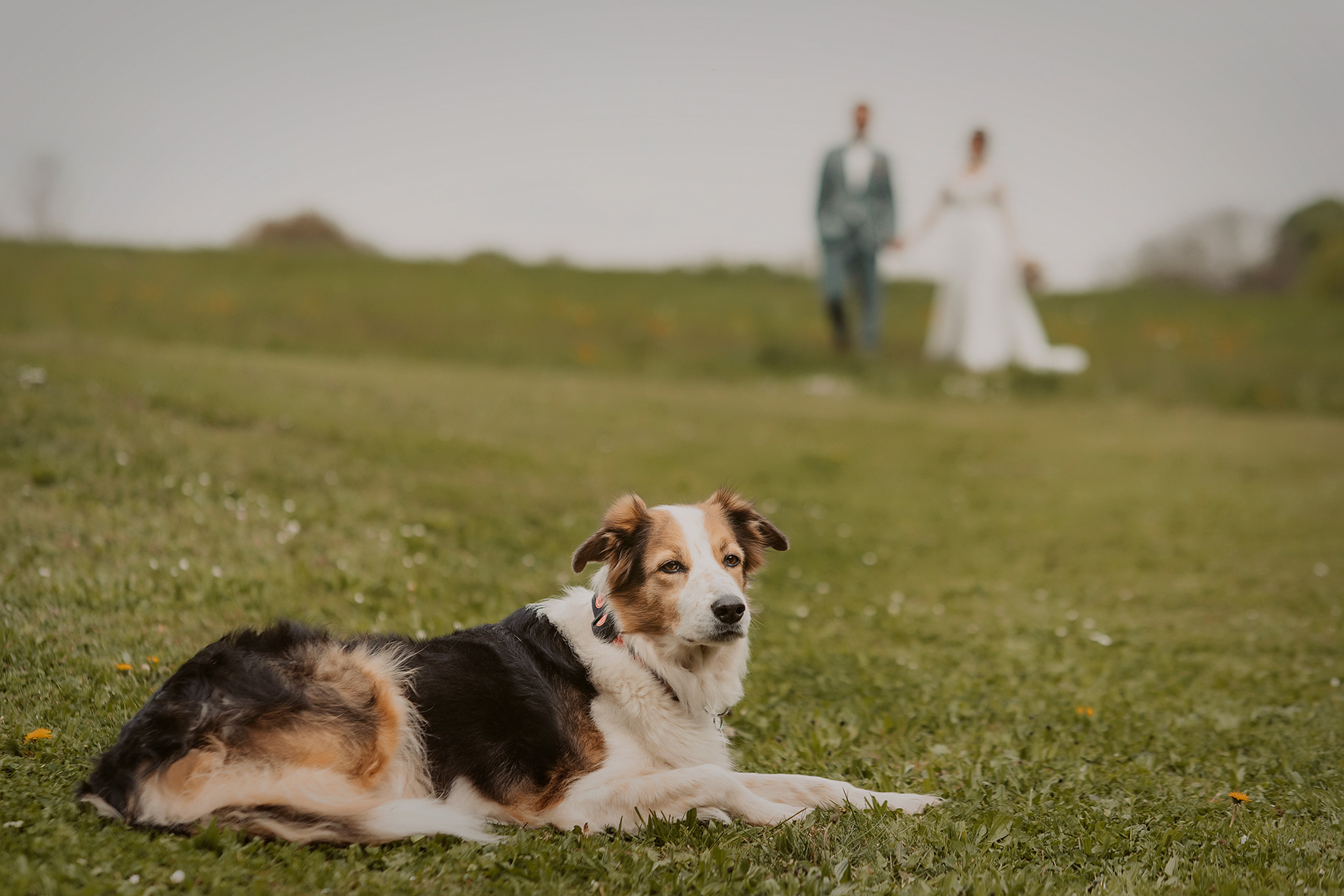 hochzeitspaar paarbilder hochzeit heiraten hessen nidderau trockenblumen